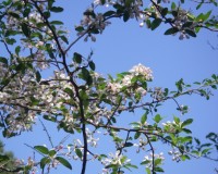 malus angustifolia 2.jpg